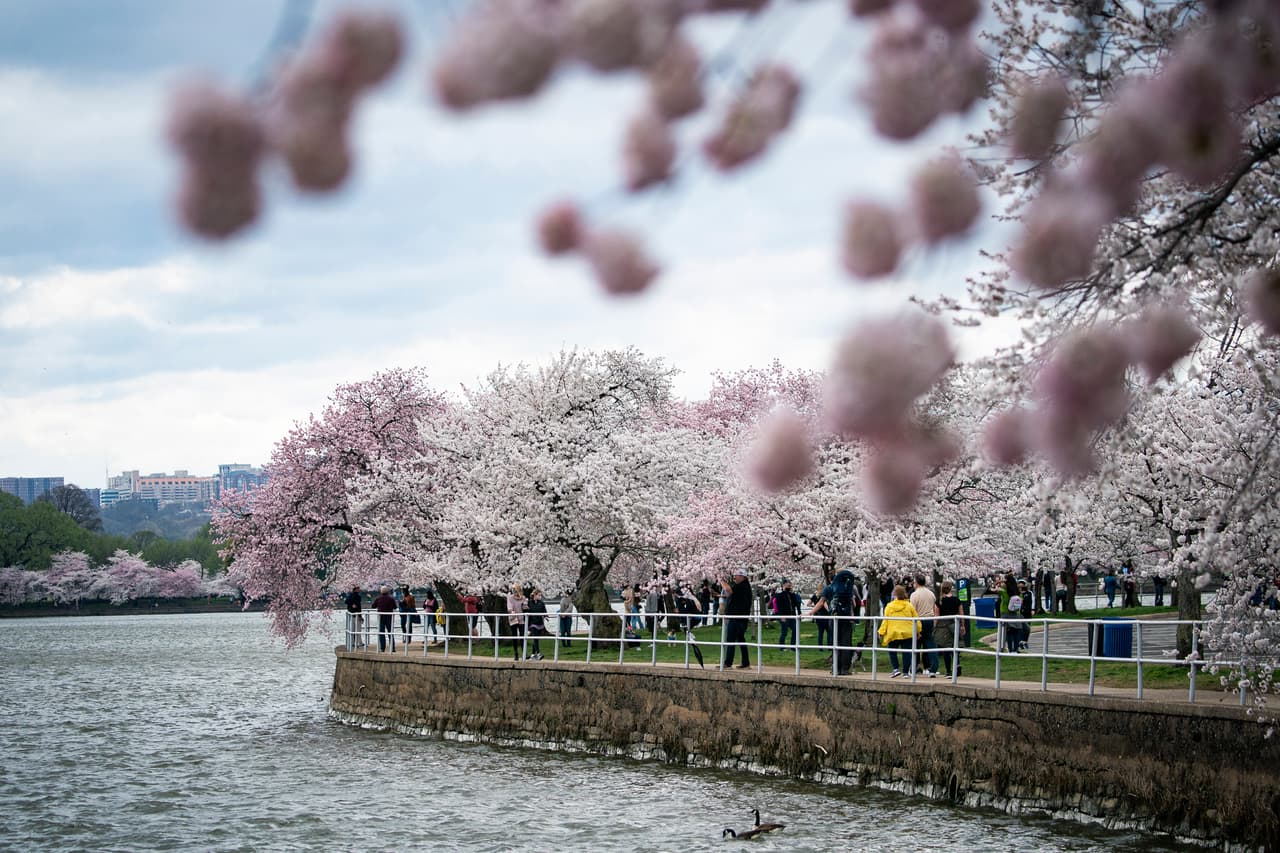 La principal restricción es evitar que se formen aglomeraciones alrededor de los cerezos, como las que se formaban para el Festival Nacional Cherry Blossom, y 
<b>evitar así contagios de coronavirus</b>.