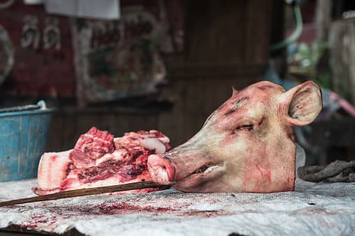 <b>La carne de puerco.- </b>Este producto queda prohibido completamente en su presentación fresco o congelado. Asimismo, sus derivados, como el chicharrón, también quedan excluidos de ingreso a México. Sin embargo, el jamón y embutidos están permitidos, siempre y cuando no estén hechos de forma artesanal e ingresen dentro de su empaque original y con el sello de una autoridad sanitaria con un límite de hasta 11 libras (5 kilogramos) por persona.