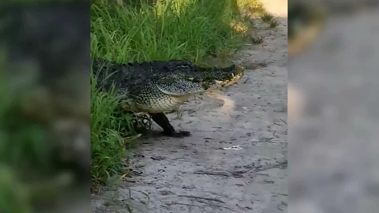 Graban a enorme caimán cruzando sendero en Circle B Bar Reserve