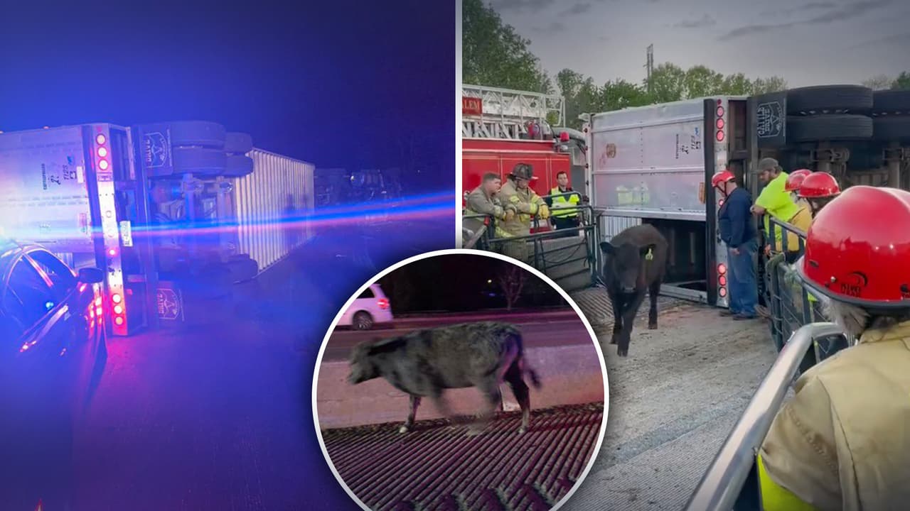 Se vuelca un camión que transportaba 80 vacas: al menos 10 se escaparon