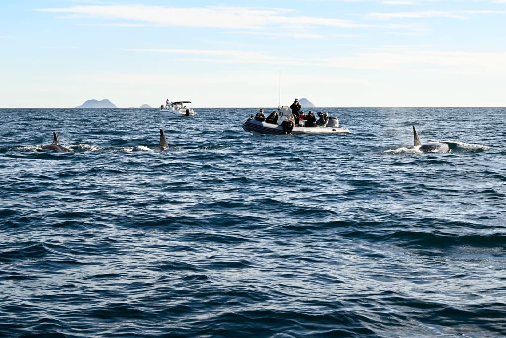 Tomando medidas de precaución, empresas llevan a excursionistas a
<b><a href="https://www.univision.com/local/los-angeles-kmex/los-cautivadores-avistamientos-de-ballenas-que-se-disfrutan-todo-el-ano-en-el-sur-de-california-video" target="_blank">observar las orcas en su hábitat</a></b> natural.