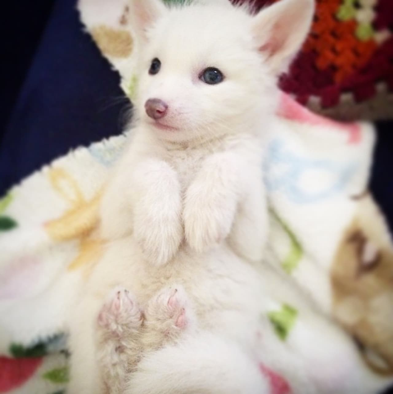 Rylai es el epítome de la mascota perfecta: inteligente, obediente y bella.