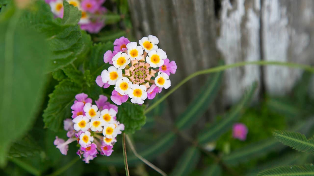 La naturaleza nos regala flores de unos maravillosos colores durante el recorrido.