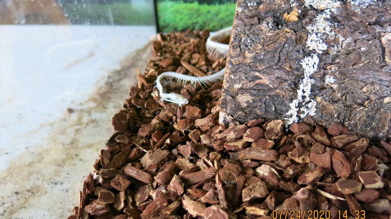 Una de las cobras estaba desnutrida y no sobrevivió en el refugio a la que fue llevada. Las otras dos serpientes sí lograron sobrevivir.
