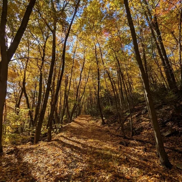 En la Ciudad, la dirección de Parques 
<b><a href="https://www.nycgovparks.org/highlights/places-to-go/fall-foliage" target="_blank">tiene una página web donde puedes revisar los mejores lugares </a></b>para ver este espectáculo natural.
<br>