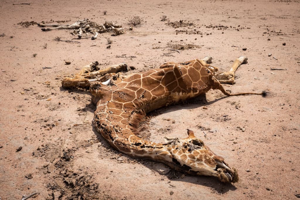 La situación es de emergencia máxima tanto para las personas como para las poblaciones de animales: 
<b>4,000 jirafas podrían desaparecer</b> debido a la sequía, según el medio local 
<i>Star News.</i>