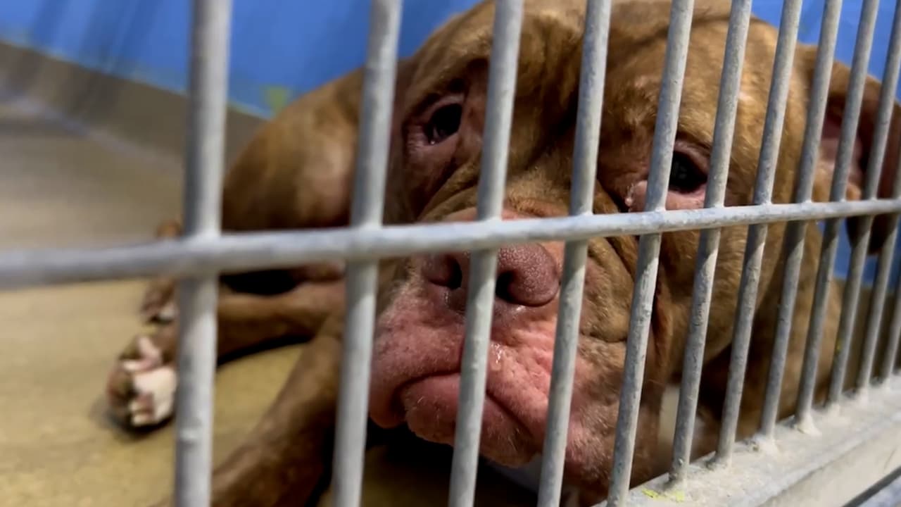 Adoptan al perro que conmovió las redes sociales con su cara triste 