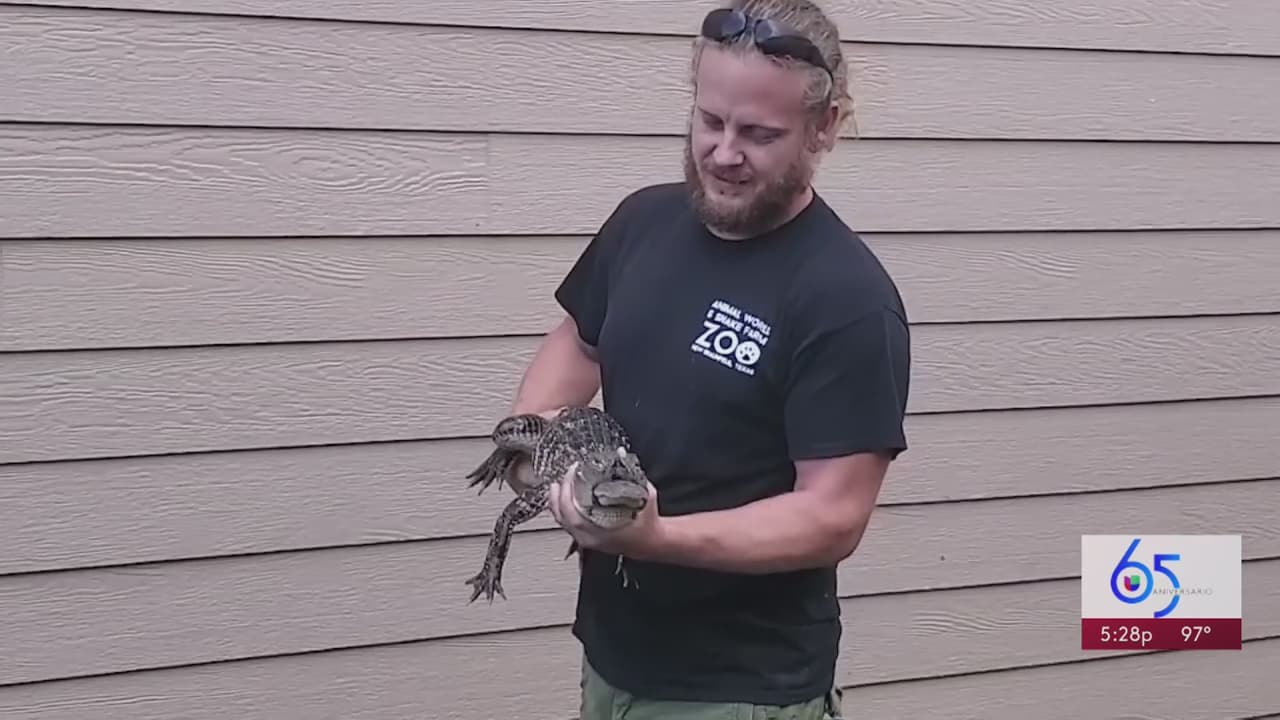 Residente de San Antonio encuentra un caimán en el patio de su casa al sacar la basura 