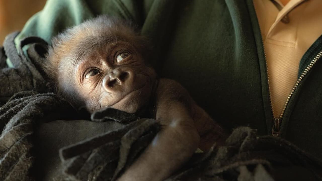 En un emotivo giro de acontecimientos, el Zoológico de Fort Worth, en Texas, ha dado la bienvenida a su más reciente miembro: 
<b>¡Una adorable bebé gorila nacida de forma prematura! </b>La pequeña primate, llamada Jameela, 
<b>nacida entre cuatro y seis semanas antes de lo previsto</b>, ha cautivado los corazones de todos en el lugar y más allá, con su increíble historia de supervivencia el Día de los Enamorados.