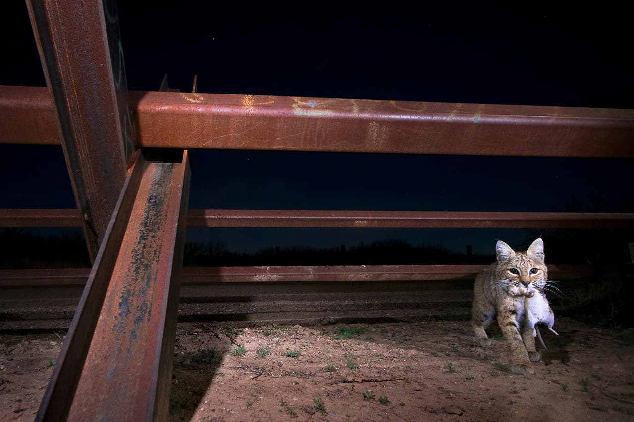 “La lince hembra de esta fotografía tenía sus cachorros del lado mexicano pero caza del lado de Estados Unidos. Lleva una presa en su boca y va cruzando de EEUU a México para alimentar a sus cachorros”, contó el autor sobre la imagen.