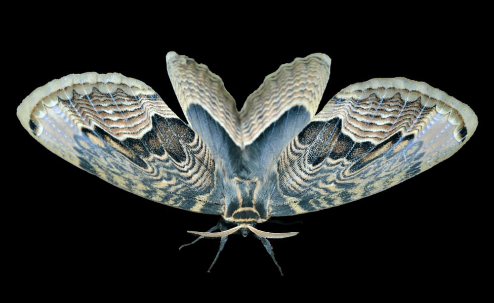 Inclusive, su nombre científico no le ayuda. Se llaman 
<i>Ascalapha odorata</i>, que proviene del demonio Ascalaphus, el horticultor de Hades, el rey del inframundo en la mitología griega.