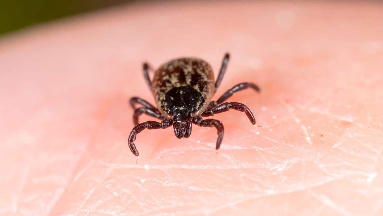 Confirman primer caso del virus Bourbon en Nueva York: hay alerta por falta de tratamiento
