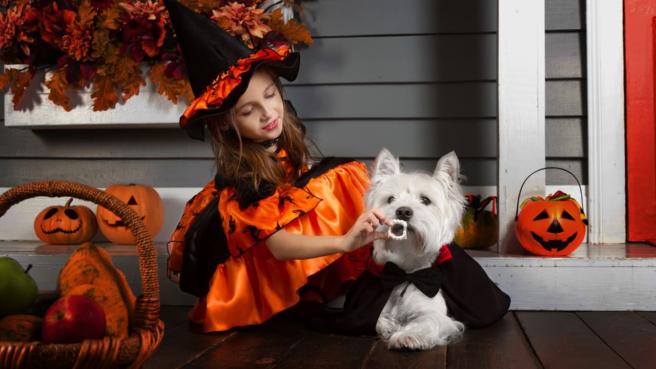 Para evitar que surja algún problema con su disfraz durante la noche en la que estarás abriendo la puerta, pruébale el atuendo algunos días antes para comprobar que no le causa alergia y lo deja moverse con libertad.