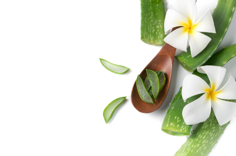 Ahora bien, desde hace décadas se conoce también que la sábila hace maravillas dentro de rituales y creencias esotéricas, asegurando que es una planta que fomenta la buena suerte, prosperidad y aleja las envidias.