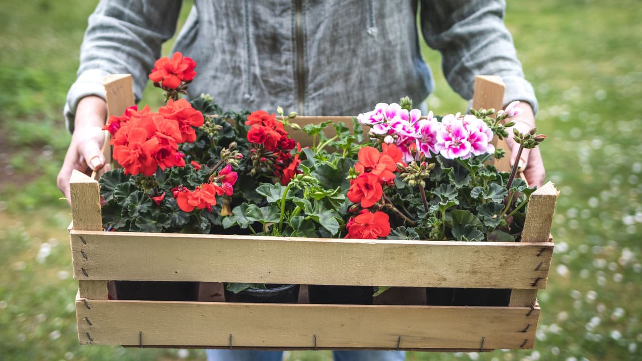 <h2 class="cms-H2-H2">Plantas y flores</h2>
<br>Sin embargo, las plantas y flores sí se permiten ingresar en algunas circunstancias. De acuerdo con Senasica, tienen que tener un certificado fitosanitario. Aquí puedes consultar 
<a href="https://sistemasssl.senasica.gob.mx/mcrfi/ConsultaCatalogos.xhtml" target="_blank">qué requisitos hay por especie de flor o plantas</a>, dependiendo del país del que proviene.