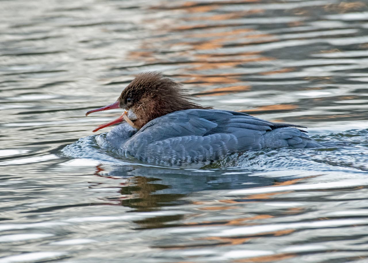 Common merganser
