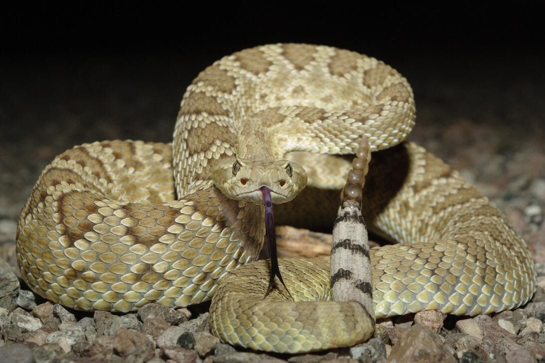 <b>Mojave Rattlesnake</b>
<br>La serpiente de cascabel de Mojave se encuentra en casi todo el territorio de Arizona. Llega a medir entre 39 y 54 pulgadas de largo. Su 
<a href="https://www.univision.com/local/arizona-ktvw/consejos-seguridad-prevenir-mordida-serpiente-de-cascabel">veneno es extremadamente potente</a>, por lo que es una de las serpientes más peligrosas de América del Norte.