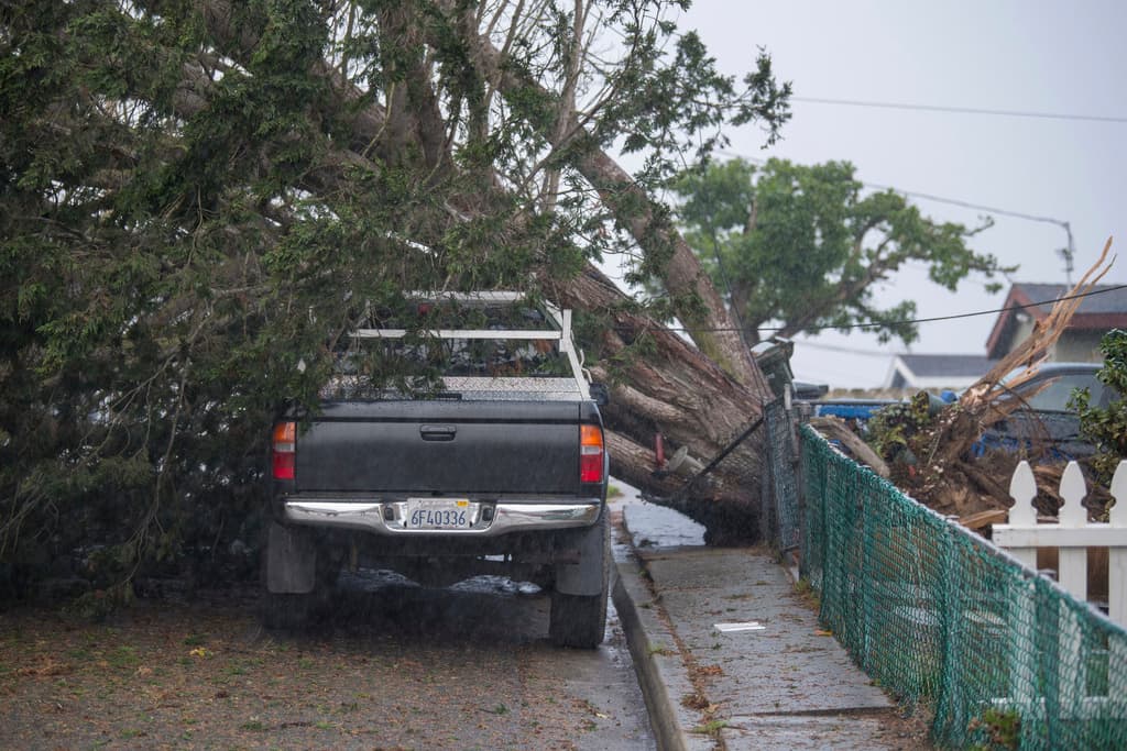 Un camión sufrió daños luego de que un árbol de gran tamaño cayera sobre una calle en Seaside, California.