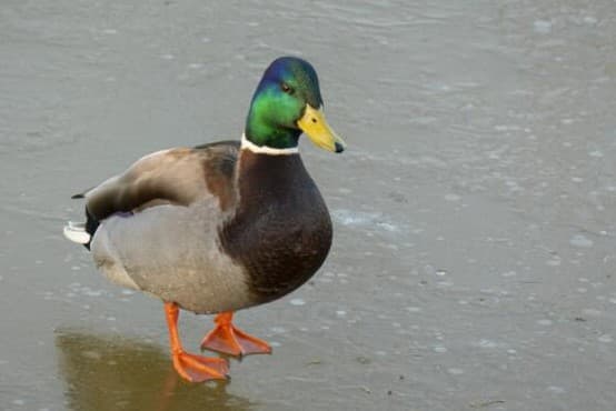 Un pato ayudó a la policía a dar con el cuerpo de una anciana que llevaba dos años desaparecida