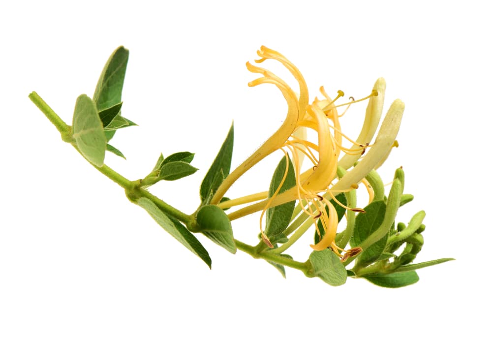 Además de problemas respiratorios, se usa como expectorante y antiinflamatorio. Además, protege el hígado tonificándolo y le ayuda a recuperarse en caso de verse afectado con alguna enfermedad.