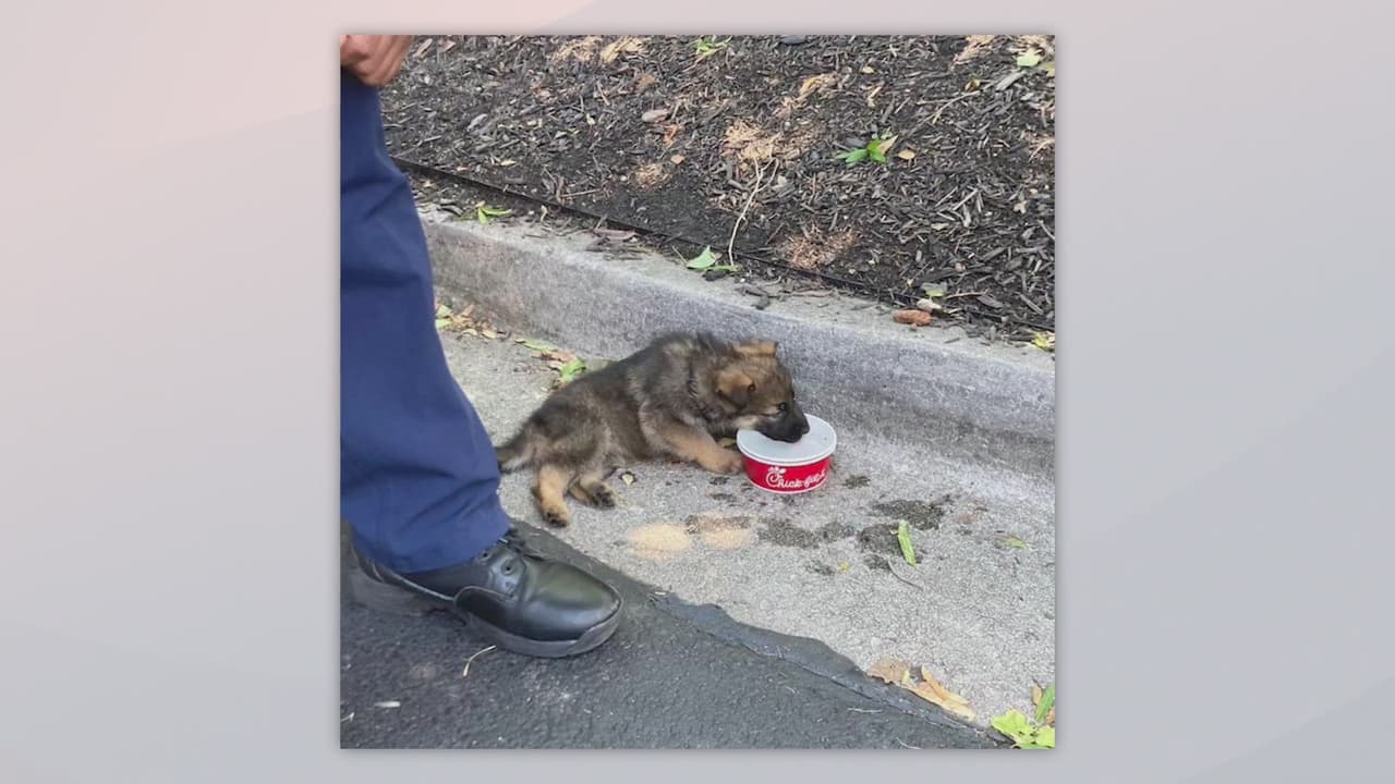 Rescatan a cachorro que estaba encerrado en un auto a altas temperaturas en Decatur