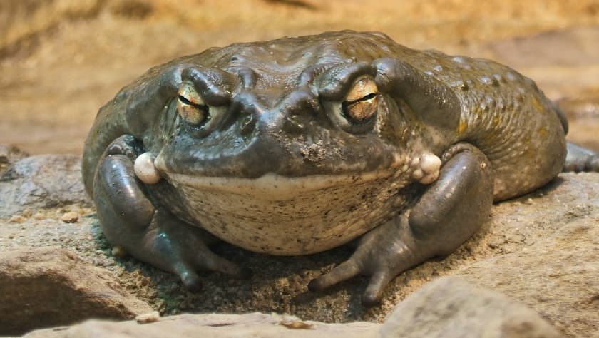 El sapo del desierto de Sonora es alucinógeno y no debes lamerlo, ruega el Servicio de Parques de EEUU