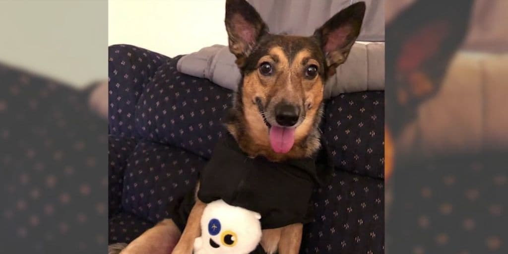 Suzy alias "Velcro Dog".
<br>