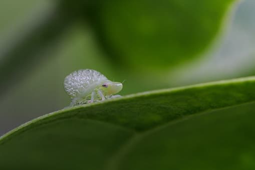Spittlebug
