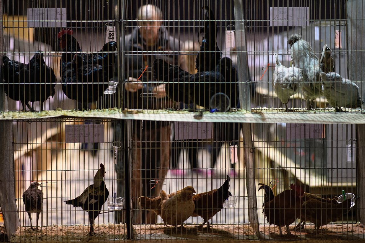 Los animales deben estar en un recinto de traspatio por lo menos a quince pies de un vecino.