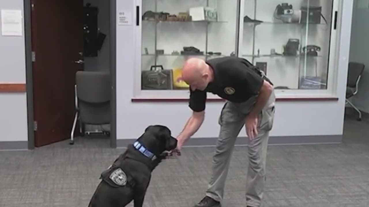 Perro entrenado en prisión se une a la policía para conectar con la comunidad