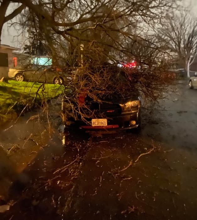 Daisy T. compartió esta foto de un árbol que quedó de lado y con sus ramas encima de un auto.