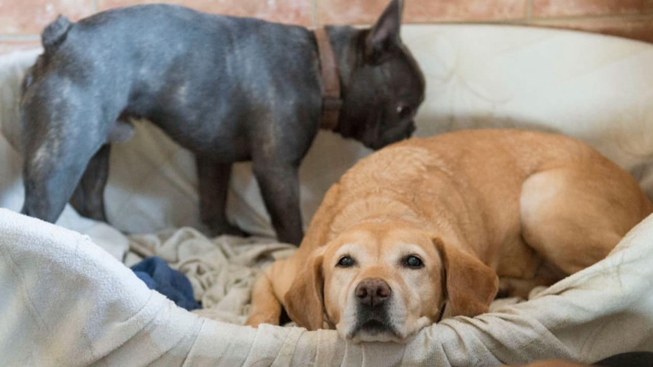 ¿Estás pensando en adoptar una mascota? Toma en cuenta lo siguiente