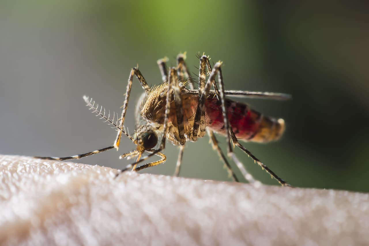 Hombre de Nueva Jersey da positivo a un raro virus que es transmitido por mosquitos
