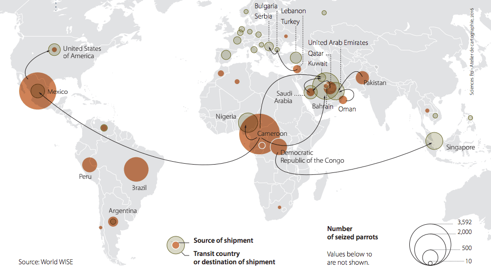 Los expertos en criminalidad de la ONU consideran que el comercio ilegal de loros es un grave problema en América Latina, en especial el mercado doméstico de Bolivia, Perú y México. Pero también muestran su preocupación por el caso de África. El mapa muestra los flujos de loros incautados entre 2007 y 2014 (en marrón, el origen de los envíos requisados).