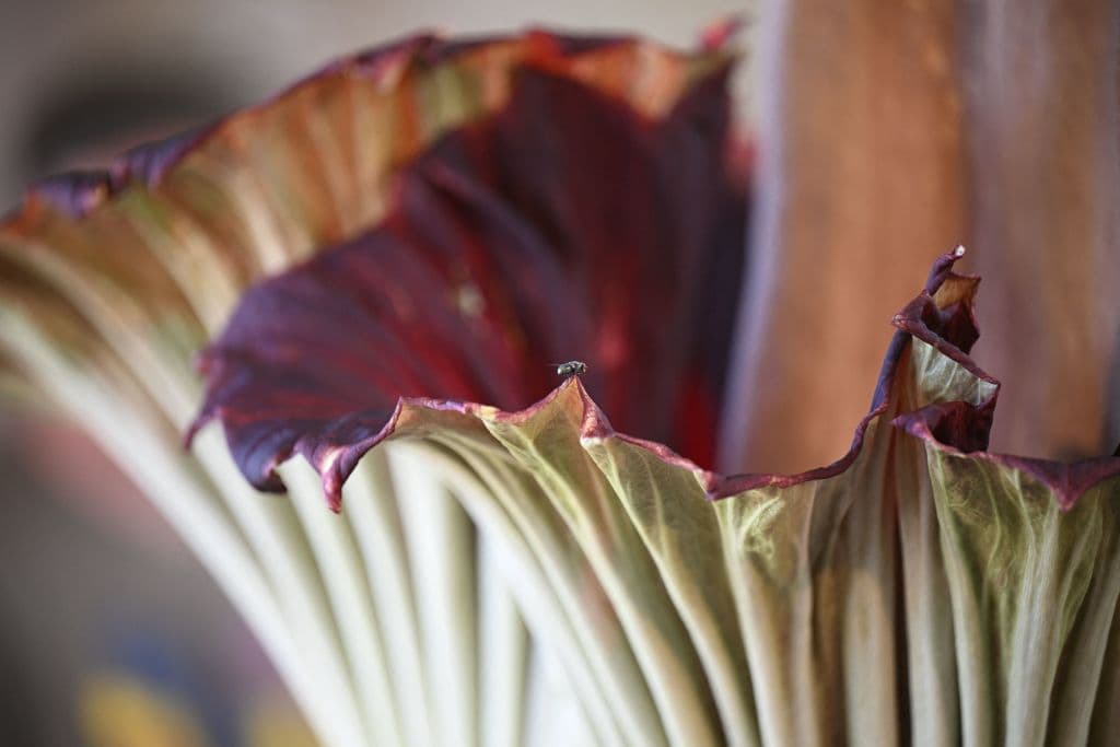 Se le conoce como flor cadáver por el olor a podrido que produce y que muchos comparan al de un "ratón muerto". Curiosamente este lunes, no bien terminaba de florecer, cuando una mosca se colocó en uno de sus bordes.