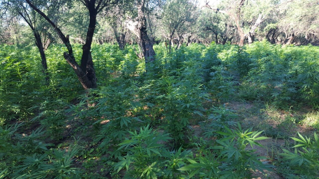 Las plantas de marihuana tenían un sistema de riego que evitaba que las personas que las sembraran fueran al área para evitar un enfrentamiento con el ejército. No hubo arrestos.