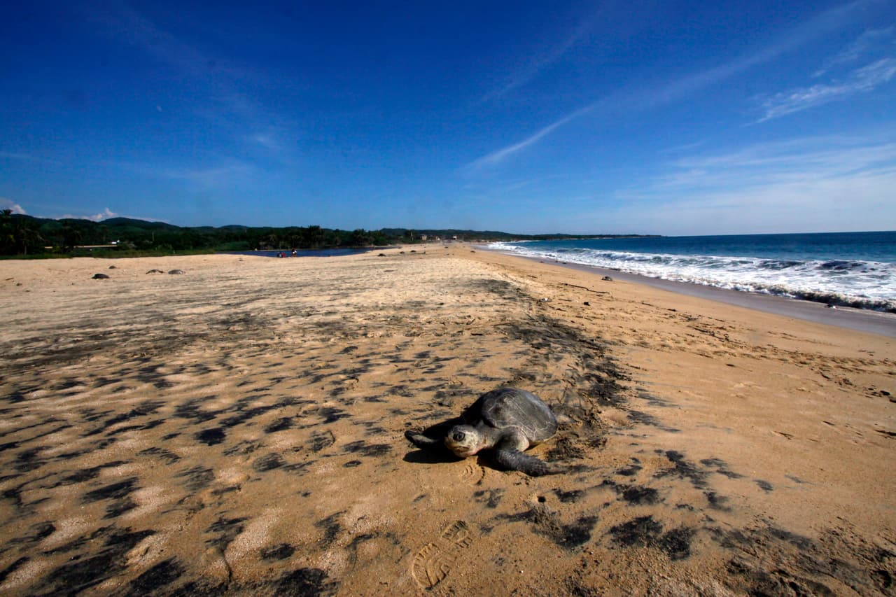 <b>Tienen un sentido fantástico de la ubicación geográfica </b>
<br>Las hembras vuelven cada año a anidar en la misma playa donde han nacido, nadie entiende muy bien cómo lo hacen. Las llamadas tortugas bobas del atlántico recorren hasta 9,000 millas antes de regresar a la costa y que las tortugas del Pacífico recorren distancias aún mayores.