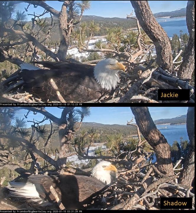 Pero antes de seguir, conozcamos a la pareja. Jackie, la hembra, en la parte superior de la imagen, y Shadow, el macho en la parte posterior. La pareja tiene diferencia de edades, pero la misma no ha impedido el éxito de la relación.