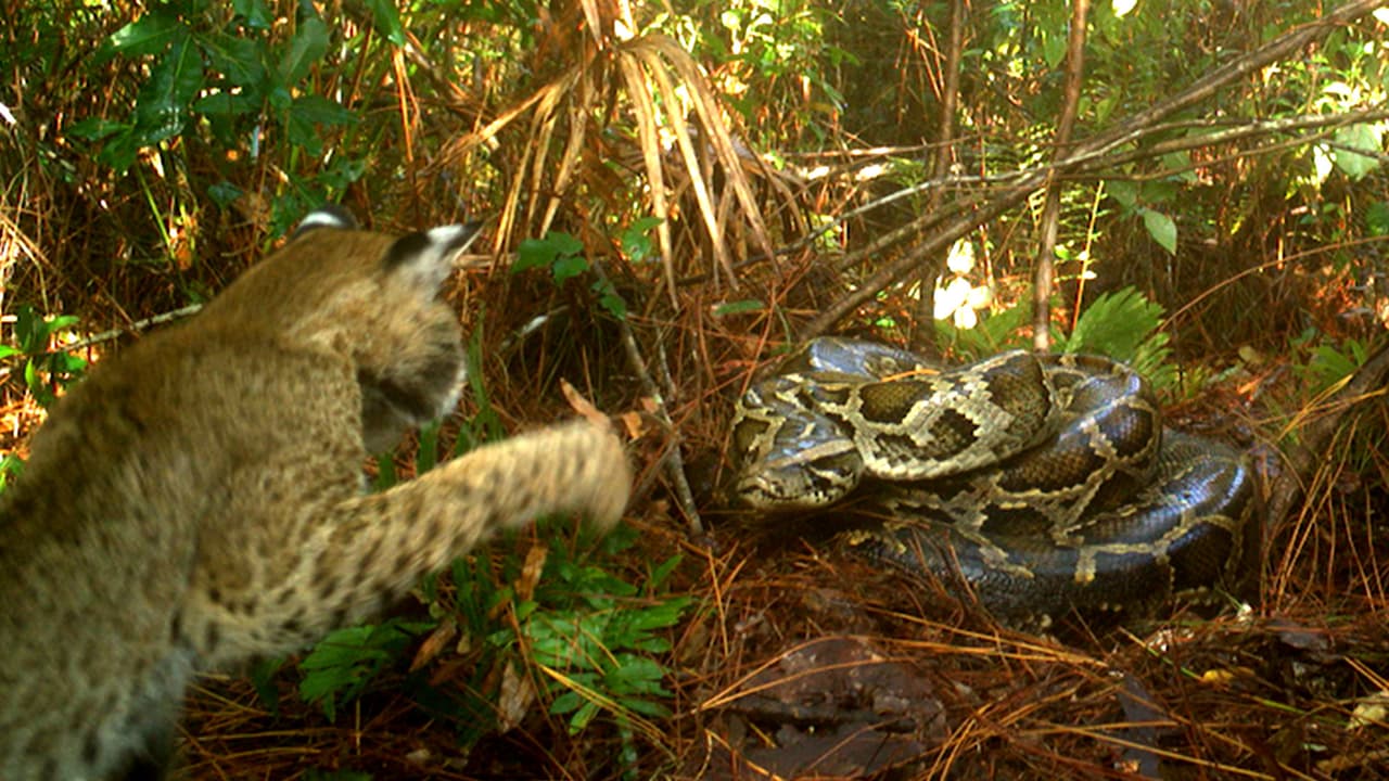 Pitón defiende sus huevos de un gato montés hambriento