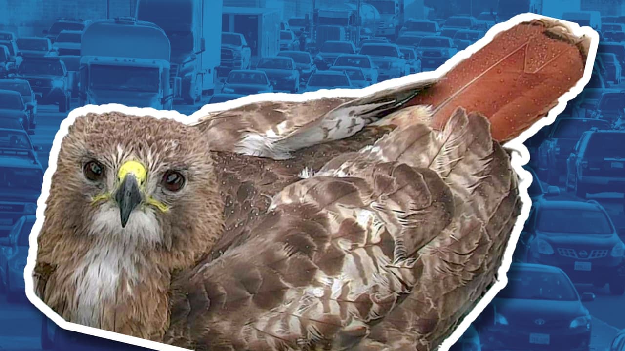 Descubre a "Rochelle": La halcón de Texas que tiene su hogar bajo una cámara de tráfico