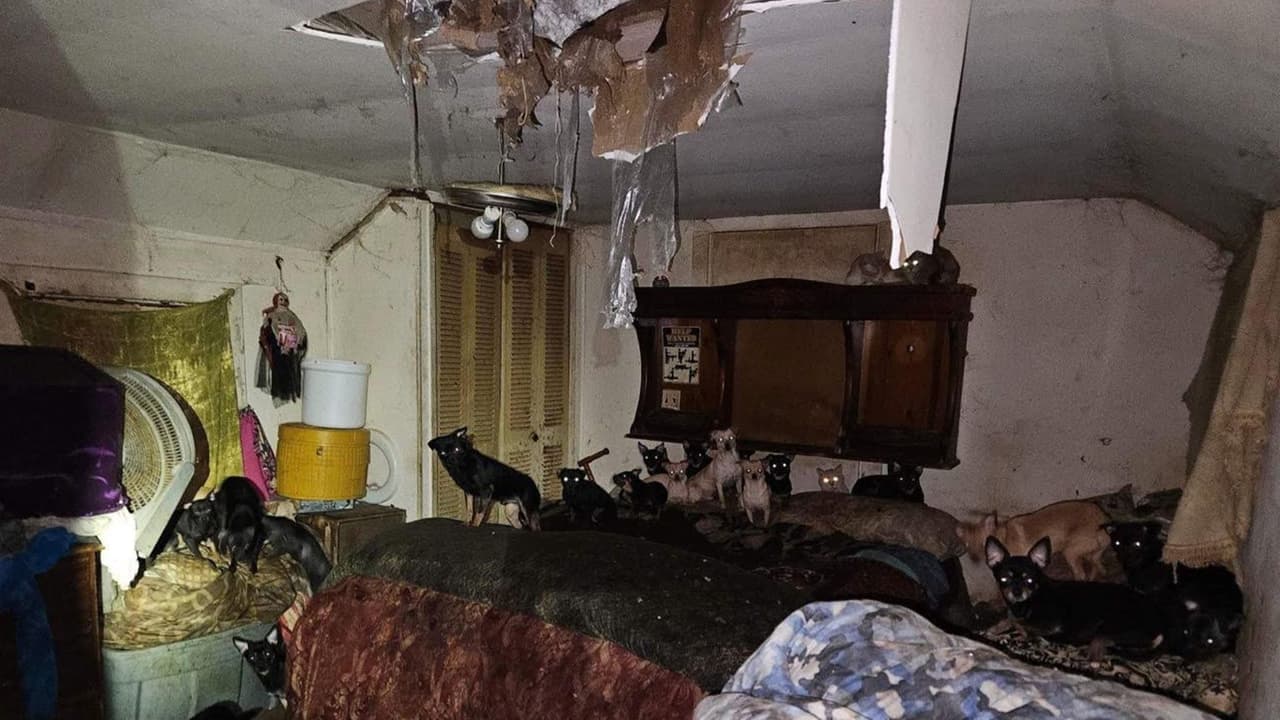 Más de 80 perros y gatos son rescatados de una vivienda de Indiana; estarán en adopción