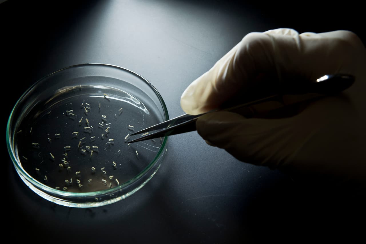 ¿Por qué el virus del Zika esquivará a Canadá y Chile?