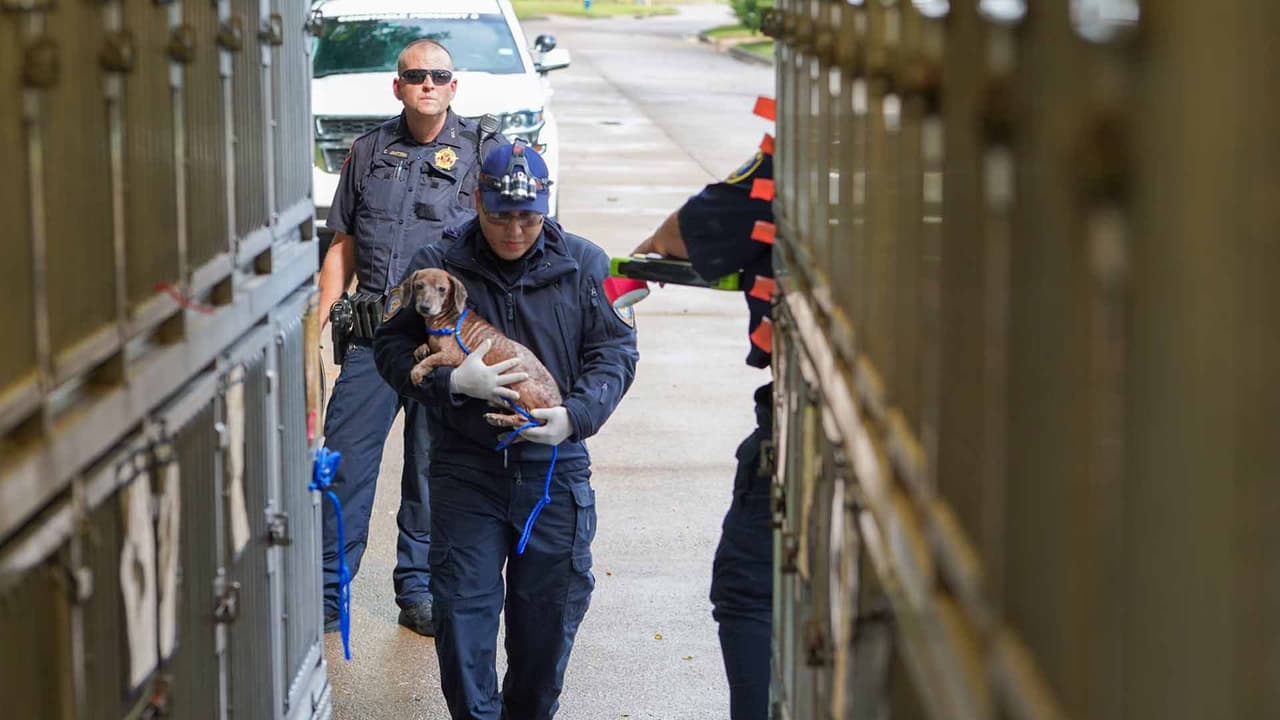 Los propietarios de la vivienda podrían enfrentar cargos criminales