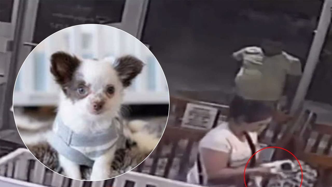 Video graba la trampa de esta "familia" para robarse un costoso cachorro