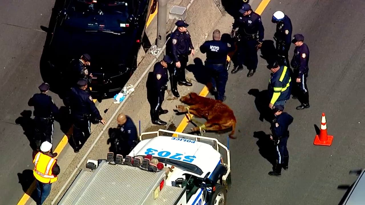 Policías capturan vaca que andaba suelta en El Bronx