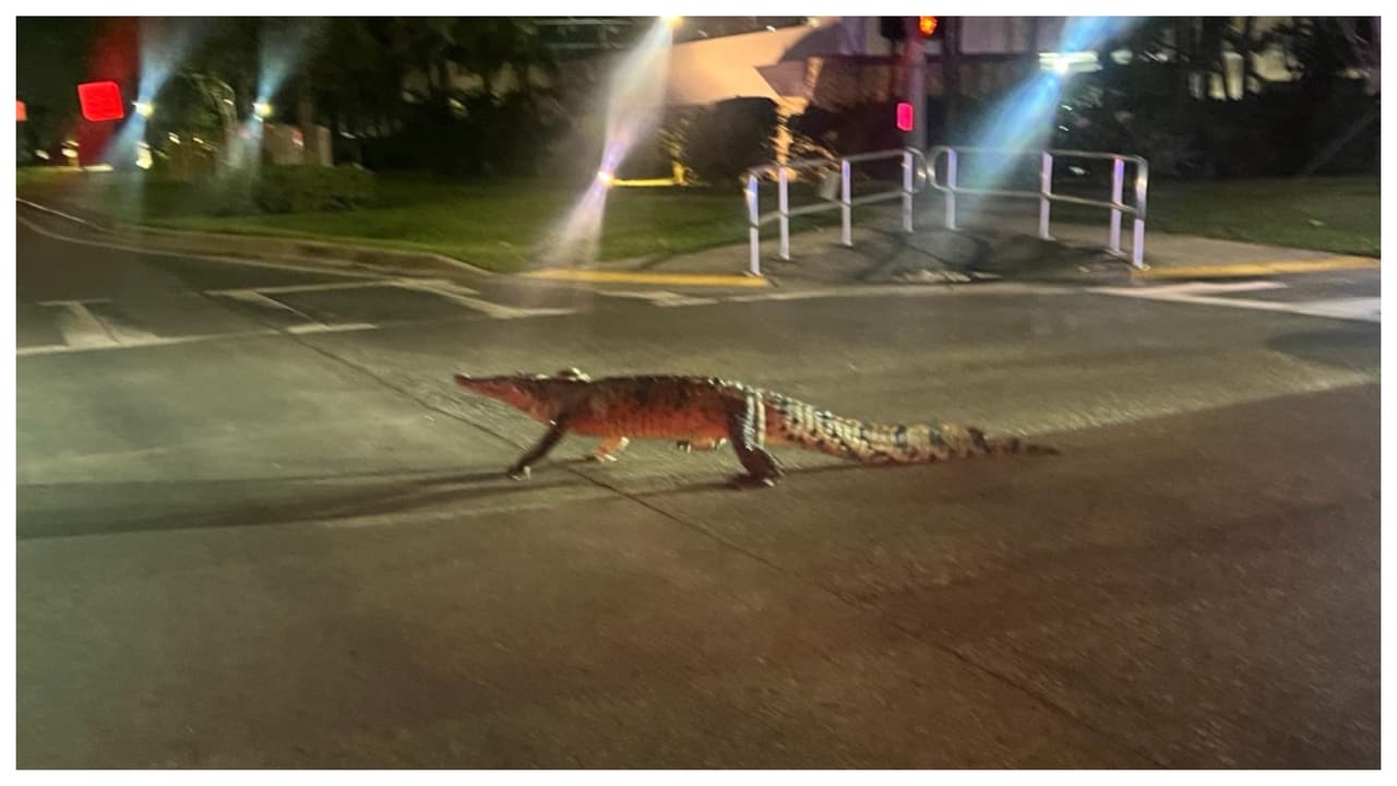 Video: enorme cocodrilo se pasea por las calles de la ciudad de Aventura