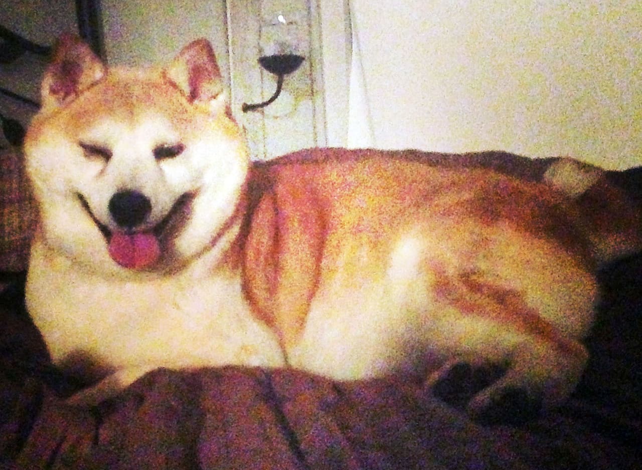 ¡Les encanta que su perrita tenga tantos fans!