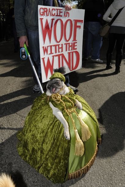 El rey de los perros llegó, posado sobre un gran cojín, del cual no se levantó ni para desfilas por la alfombra roja.