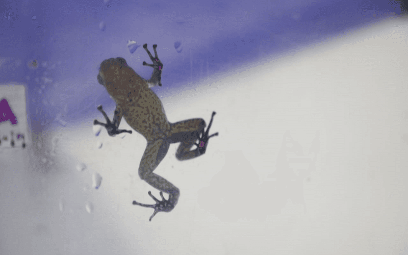 Tras su rescate, las ranas fueron evaluadas e identificadas por expertos de la Secretaría Distrital de Ambiente. Según dijeron, se encontraban en precarias condiciones, 29 se encuentran en cuidados intensivos y 9 de ellas ya habían muerto debido a las lesiones durante su traslado ilegal.