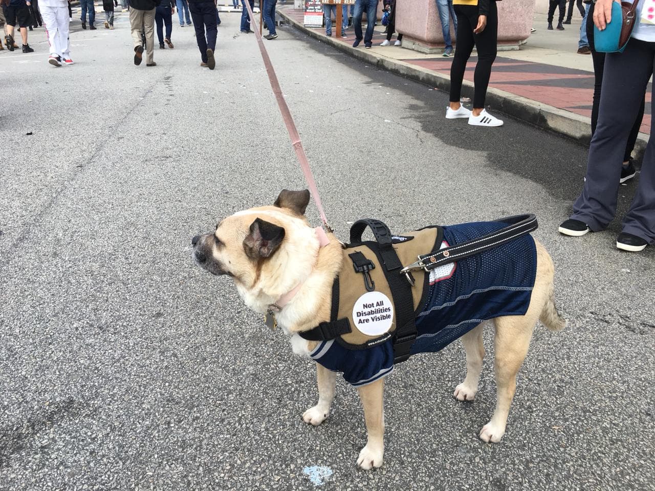 Esta mascota está más que lista para apoyar a Los Angeles Rams.